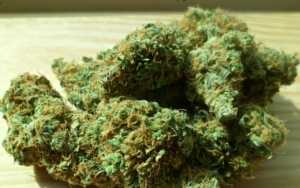 Scopri di più sull'articolo Hashish e Marijuana: differenze ed utilizzi