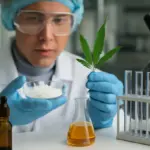 Come vengono prodotti i cristalli di CBD? Il processo che garantisce purezza e sicurezza